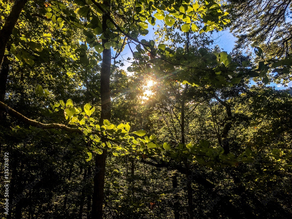 Sun through the Forest Sun through the Forest