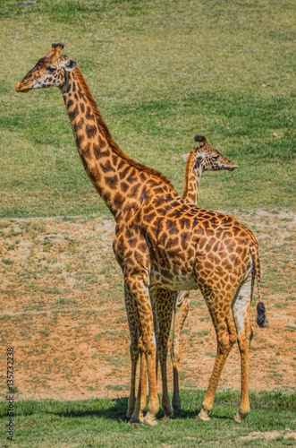 Mother Giraffe and Child