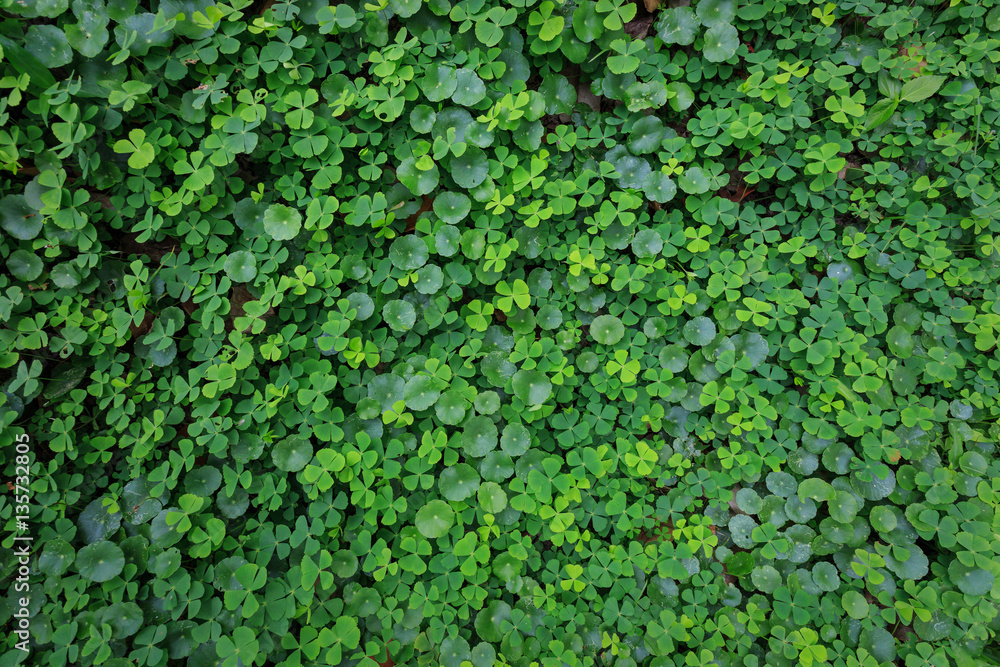 Marsilea crenata and Centella asiatica Marsilea crenata and Centella asiatica
