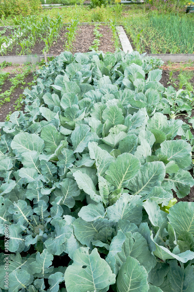 Broccoli plants on a vegetable garden ground Broccoli plants on a vegetable garden ground