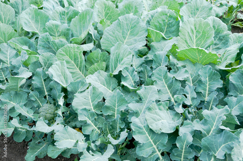Broccoli plants on a vegetable garden ground Broccoli plants on a vegetable garden ground