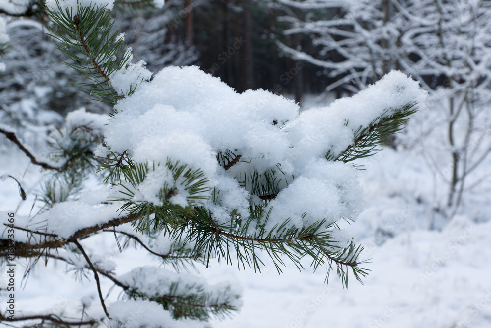 winter in the forest