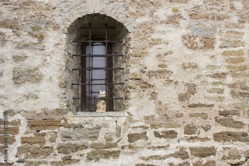 Wallpaper Mural Window with a lattice and cat. Torontodigital.ca