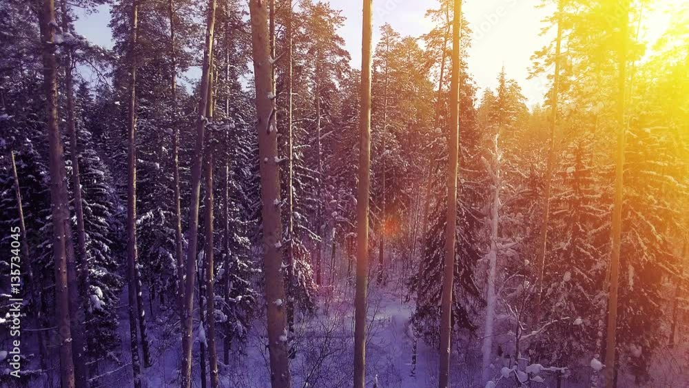 AERIAL Sun light winter warm sunset fly among pine snow tree forest beautiful nice north shot 4k uhd AERIAL Sun light winter warm sunset fly among pine snow tree forest beautiful nice north shot 4k uhd