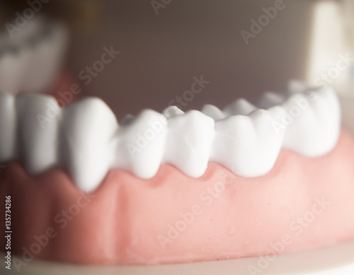 Dental teeth dentistry model
