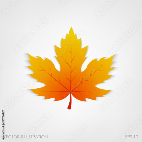 Maple leaf in a realistic style on  white background