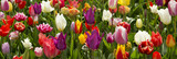Colorful tulips background.