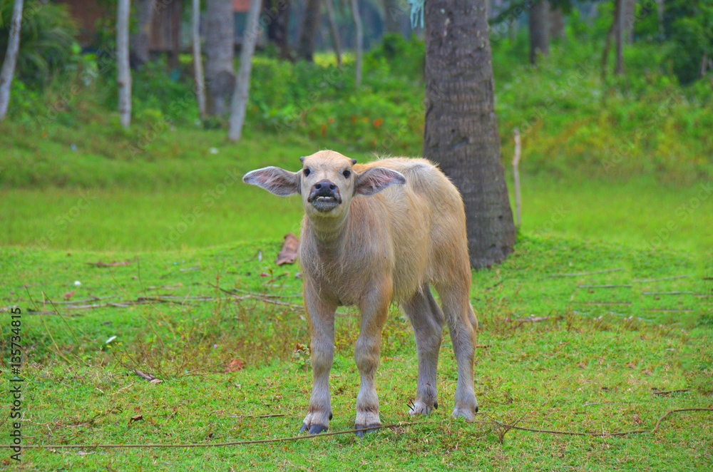 Fototapeta premium funny calf