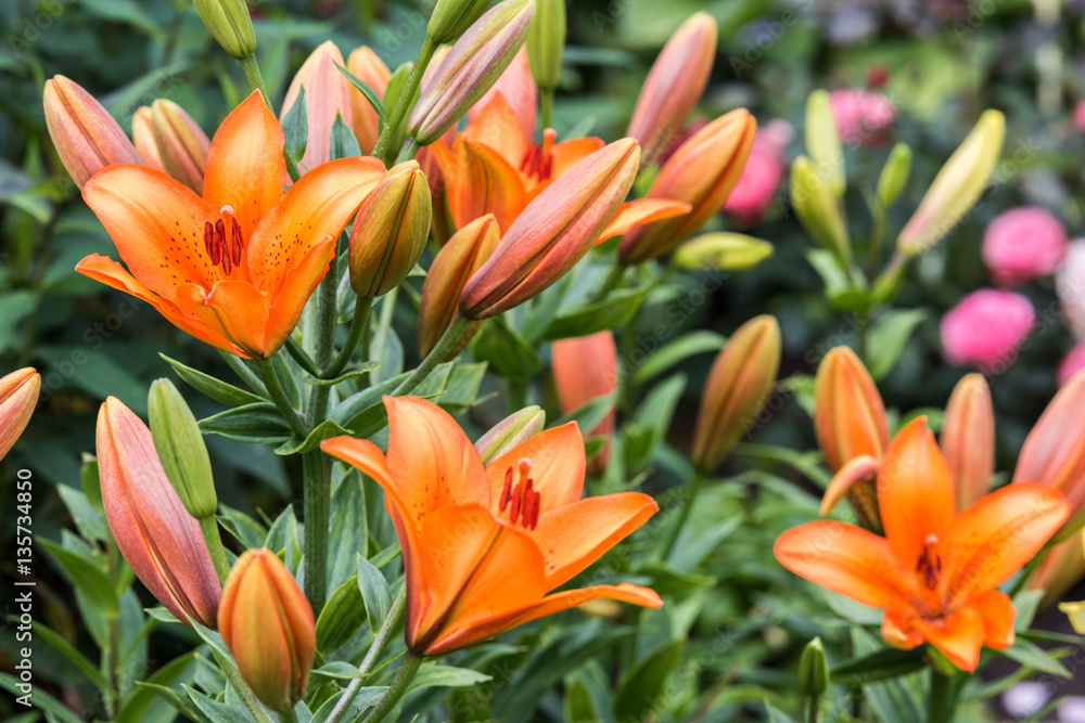 Spring blooming orange lily flowers in soft focus on dark background outdoor close-up macro. Spring template floral background wallpaper. Elegant gentle romantic lovely delicate artistic image.
Spring blooming orange lily flowers in soft focus on dark background outdoor close-up macro. Spring template floral background wallpaper. Elegant gentle romantic lovely delicate artistic image.