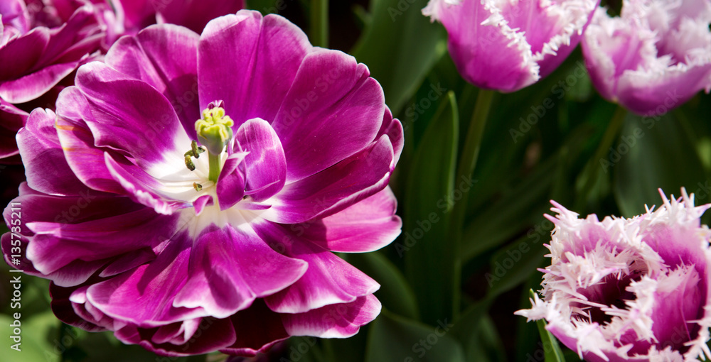Naklejka premium Violet tulips background.Macro shot.