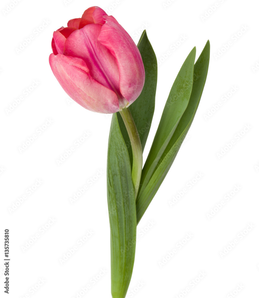 Naklejka premium jeden różowy tulipan kwiat na białym tle