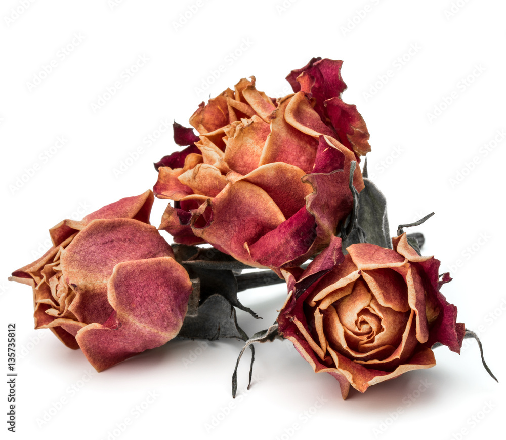 dried rose flower head isolated on white background cutout dried rose flower head isolated on white background cutout