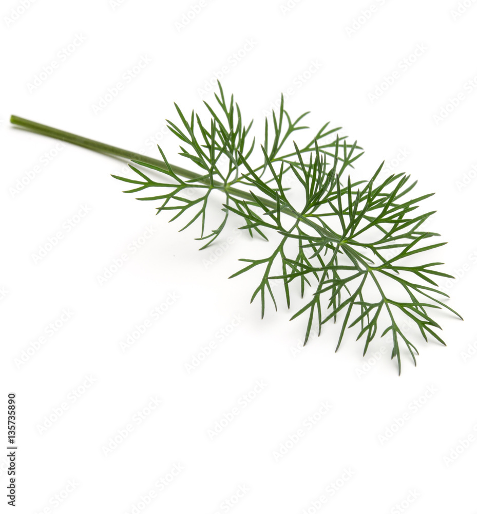 Close up shot of branch of fresh green dill herb leaves isolated