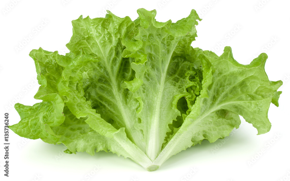 fresh green lettuce salad leaves isolated on white background fresh green lettuce salad leaves isolated on white background