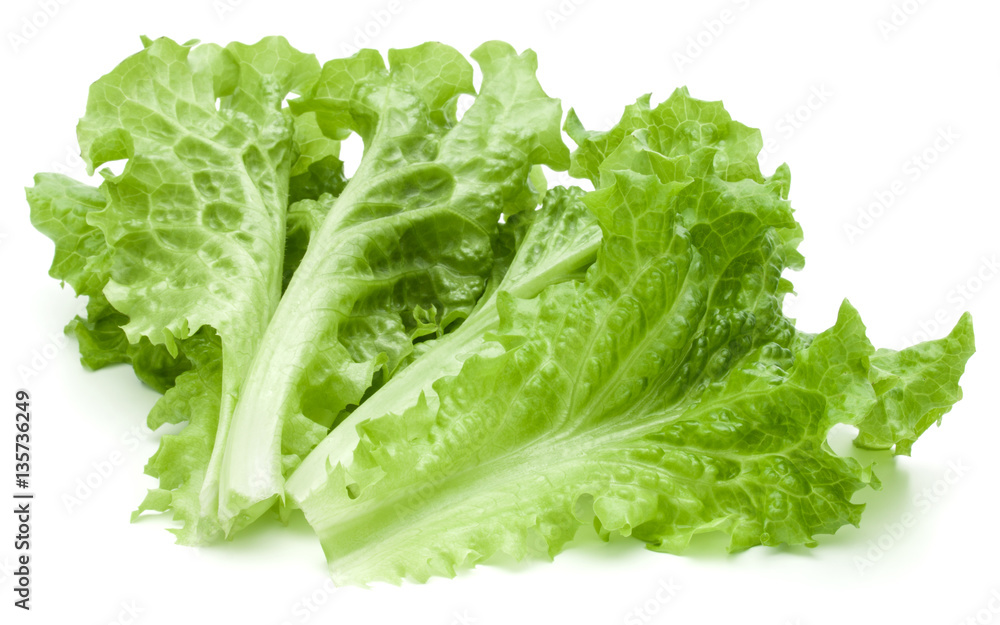 fresh green lettuce salad leaves isolated on white background fresh green lettuce salad leaves isolated on white background