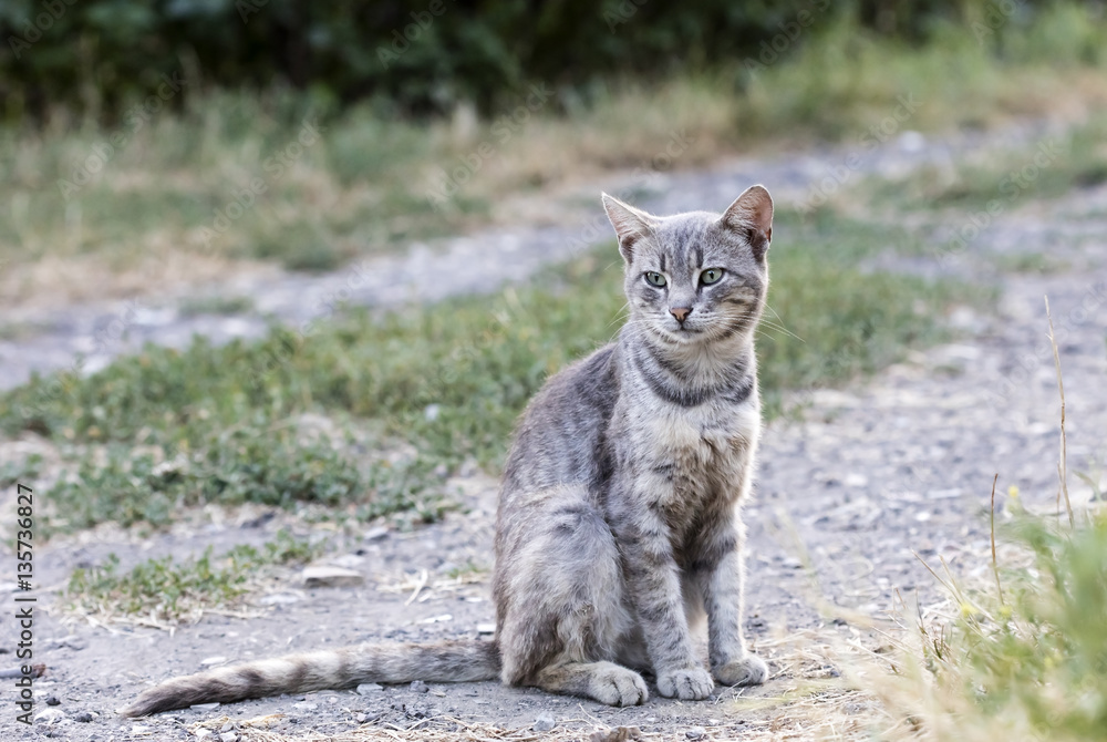 wild street cat
