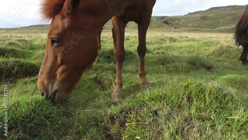 Horses Eating