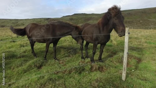 Two Black Horses