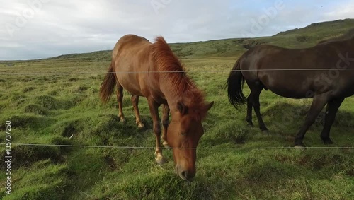 Brown Horse