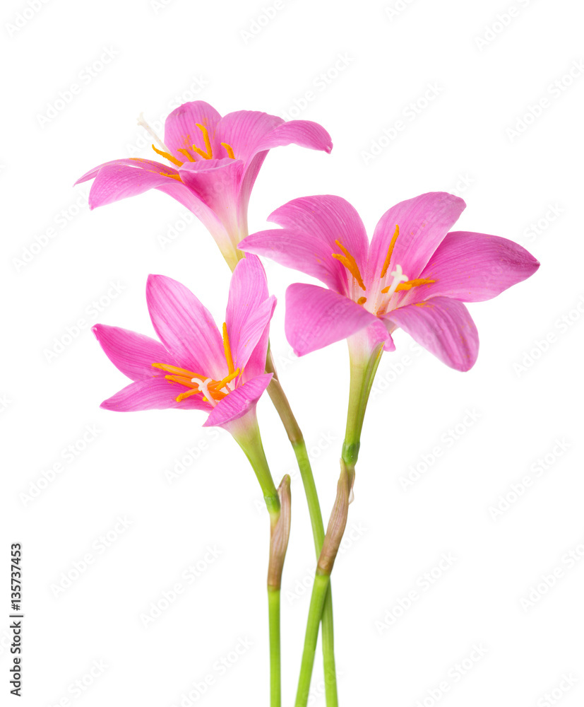 Three pink lilies isolated on a white background. Rosy Rain lily Three pink lilies isolated on a white background. Rosy Rain lily