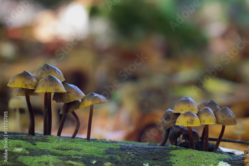 Mycena sp. Small mushrooms in a forest of chestnut trees.