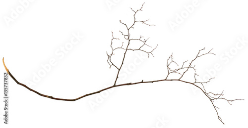 Dry twig