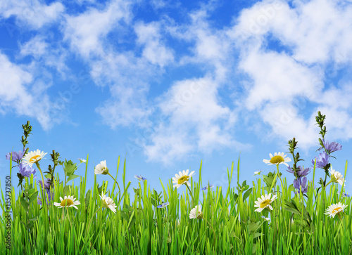 Fototapeta Naklejka Na Ścianę i Meble -  Grass and wild flowers and sky