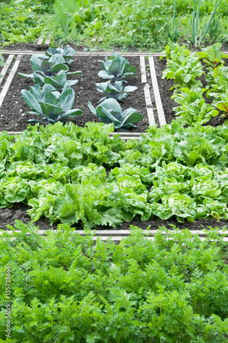 Lettuce, carrot and red cabbage plants on a vegetable garden ground