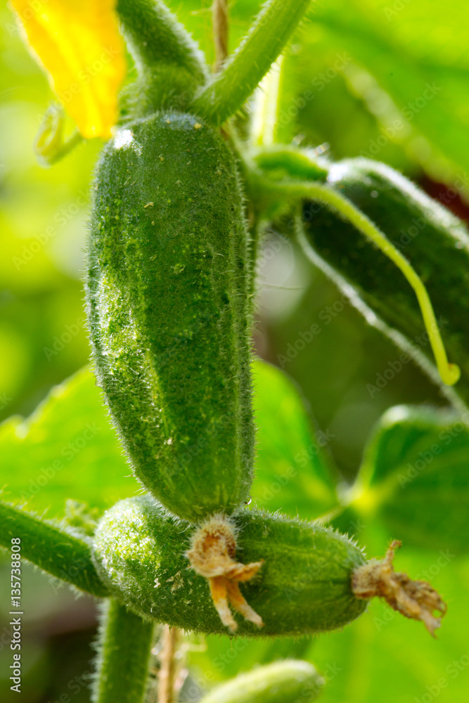 Growing cucumbers in the garden. Growing cucumbers in the garden.