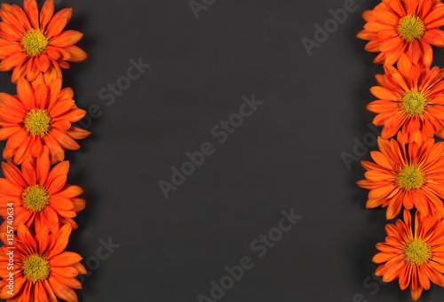 фоновое изображение из цветов хризантема