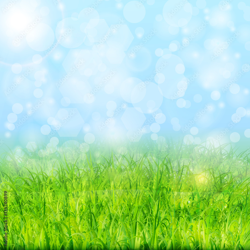 Nature background with green grass and blue sky vector