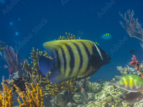 kaiserfisch bei bunten korallen