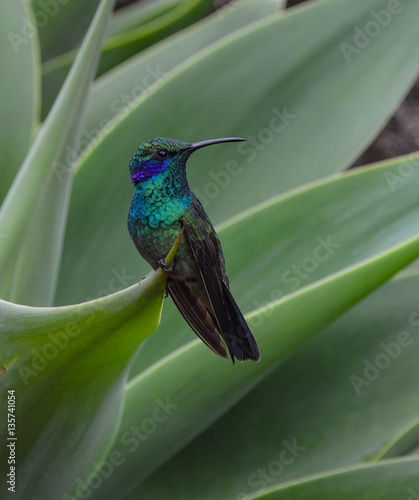 Violet Ear Hummer photo