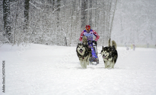 Husky race outdoors in winter.