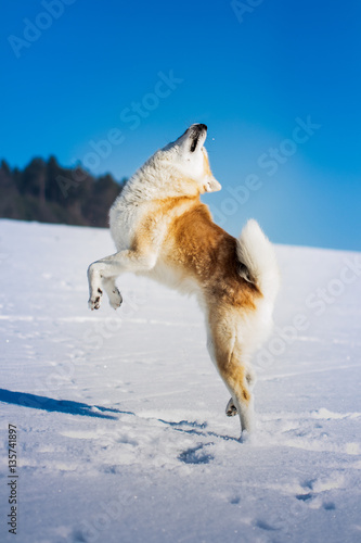 Jumping Akita Inu dog in winter season.