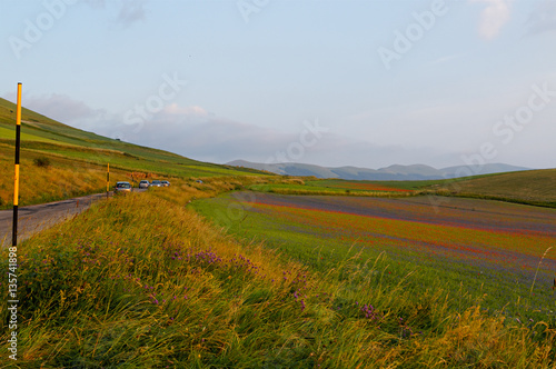 lentils blooms in Castelluccio. Monti Sibillini. Perugia  Umbria  Italy