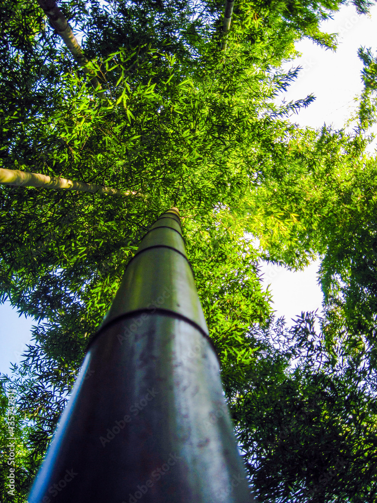looking up a bamboo tree at the Huangshan bamboo forest, China looking up a bamboo tree at the Huangshan bamboo forest, China