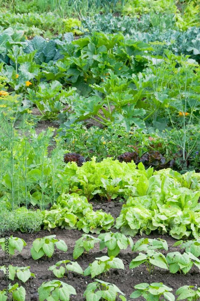 Fresh green lettuce and bush bean plants on a vegetable garden ground with other vegetables in the background. Fresh green lettuce and bush bean plants on a vegetable garden ground with other vegetables in the background.
