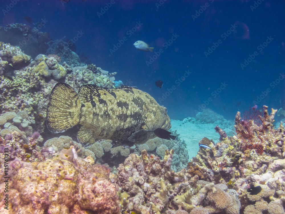 grosser zackenbarsch im meer grosser zackenbarsch im meer
