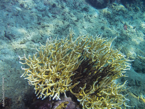 Fototapeta Naklejka Na Ścianę i Meble -  zarte gelbe koralle