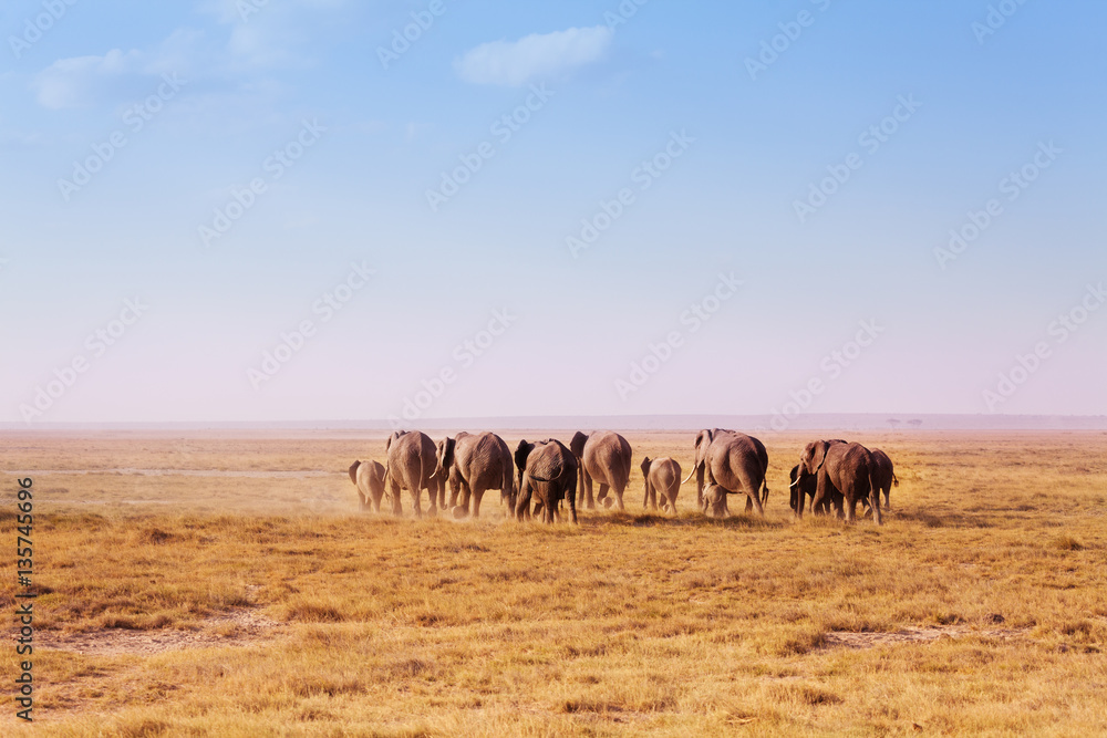 Big herd of elephants walking in Kenyan savannah