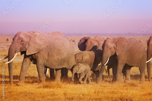 Close-up picture of elephant family in Kenya