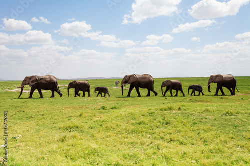Line elephants family walking along the pasture