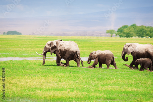 Elephant family walking together in swamplands