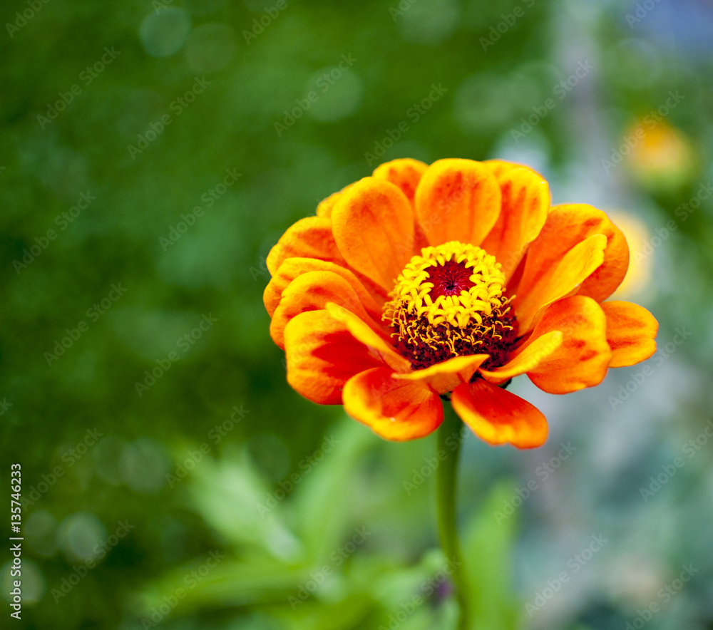 orange flower closeup focus on flower whit blurry background. orange flower closeup focus on flower whit blurry background.