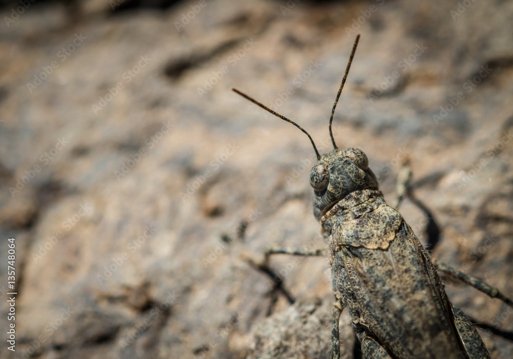 Gran canaria sand grasshopper Sphingonotus guanchus Gran canaria sand grasshopper Sphingonotus guanchus