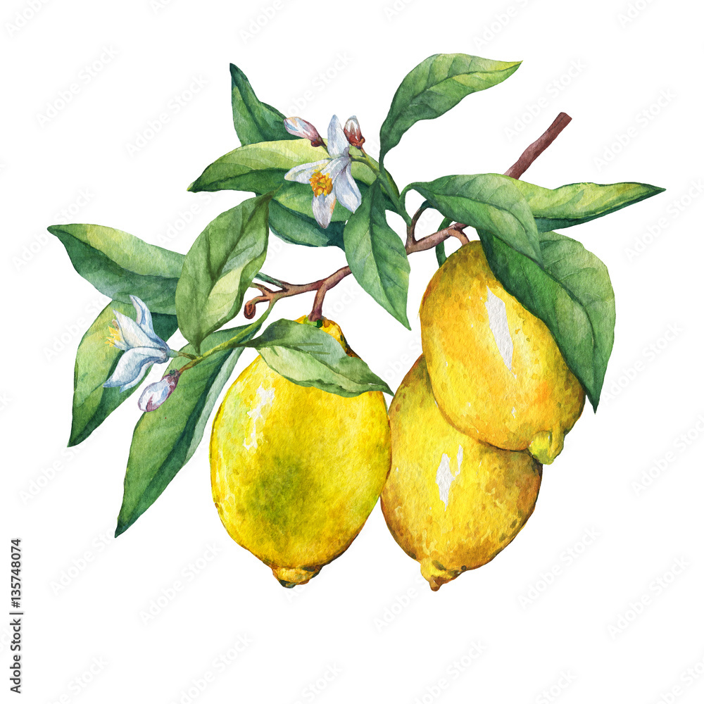 Fresh citrus fruit lemon on a branch with fruits, green leaves, buds and flowers. Hand drawn watercolor painting on white background.