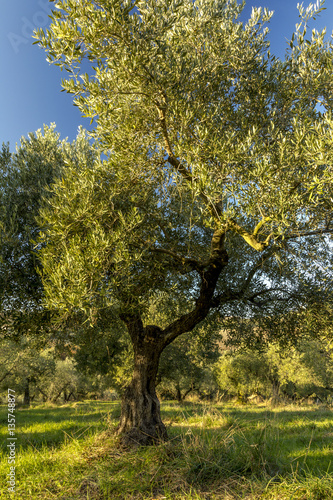 Mediterranean olive field with old olive tree in Monteprandone  Marche  Italy.