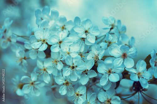 Vintage blossoming orchard. Branches with cherry flowers. Blue colored
