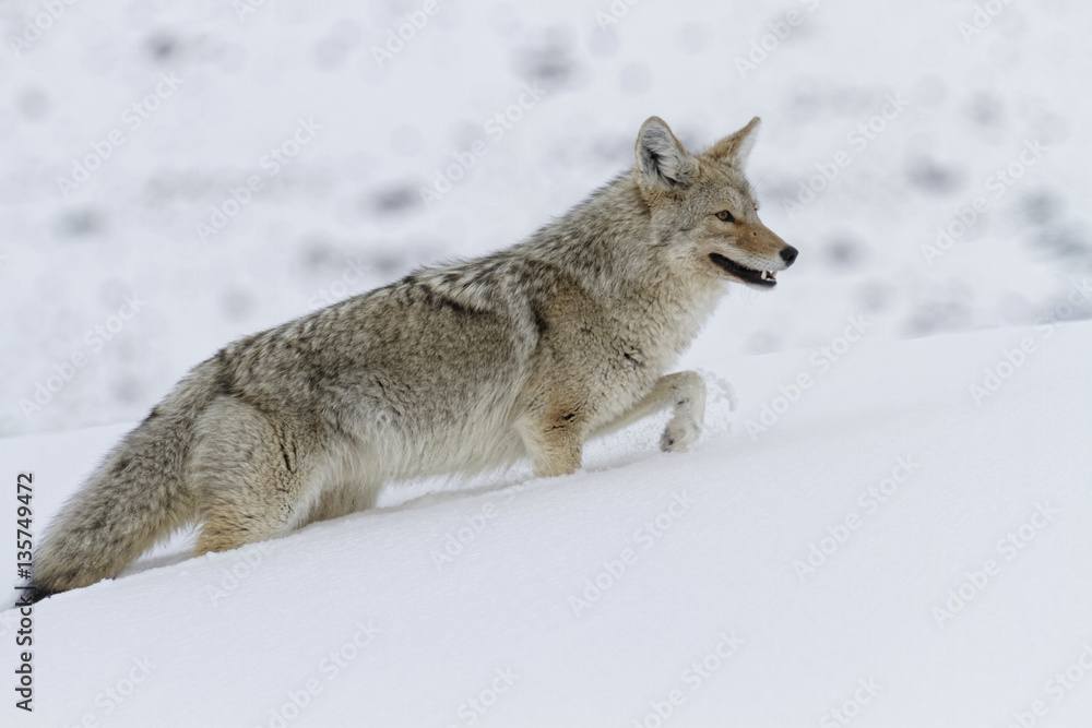 Obraz premium Coyote dans la pente neigeuse